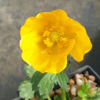 Ranunculus gouanii 